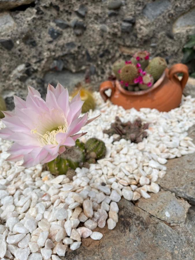 Villa Tropical House Ribeira Brava Exterior foto