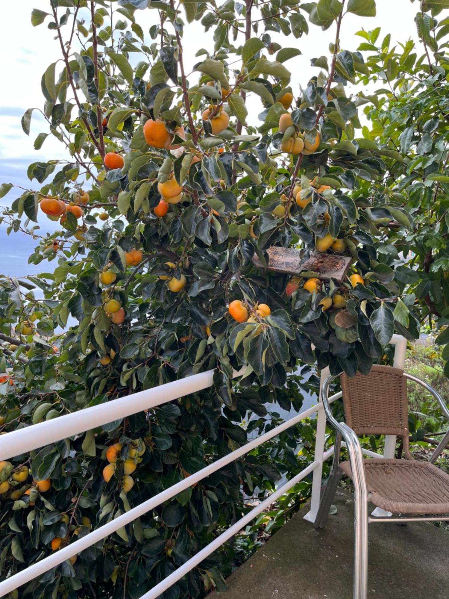 Villa Tropical House Ribeira Brava Exterior foto